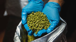 Hop Varieties and Their Flavor Profiles in Dry Hopping